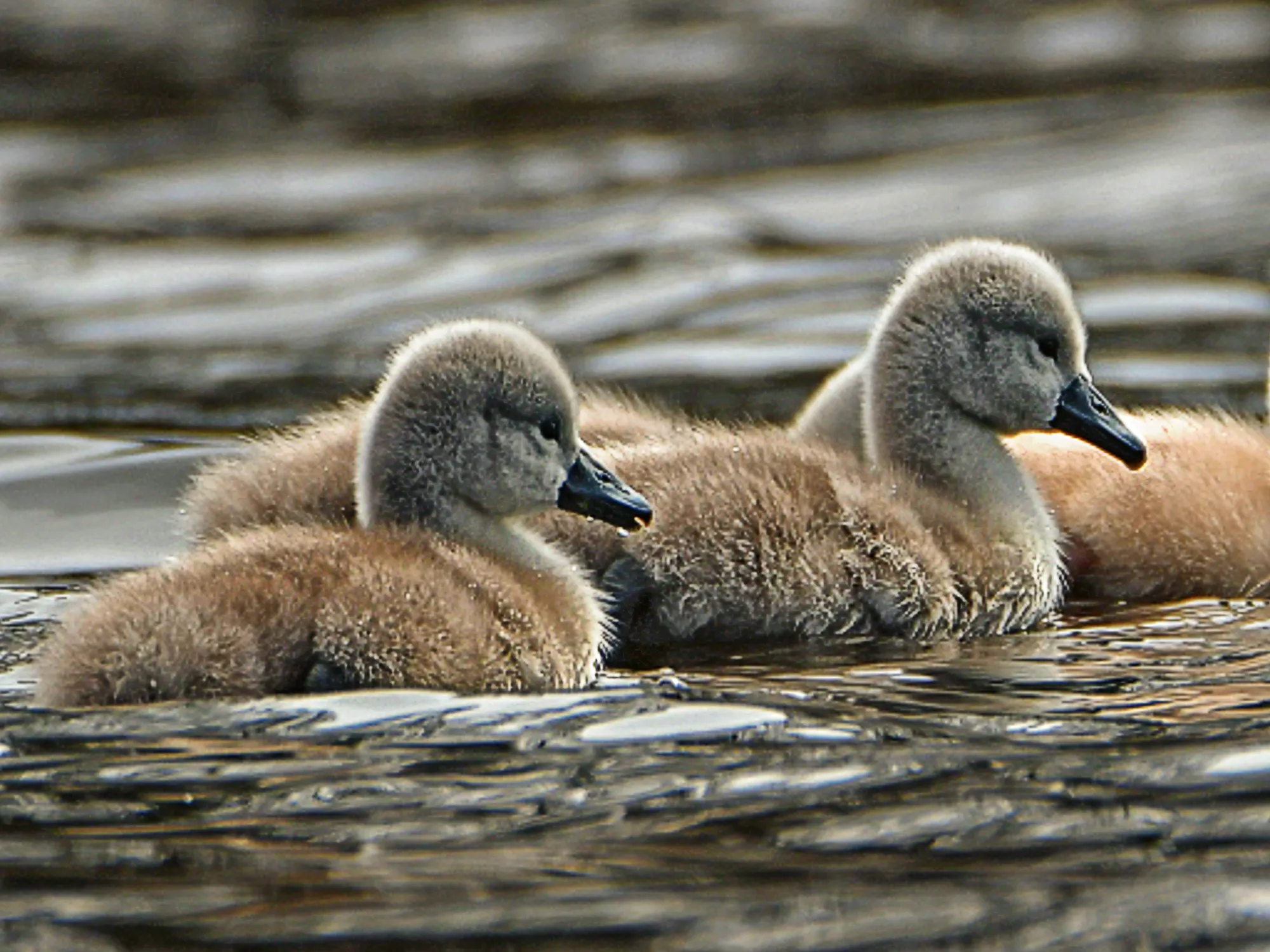 Baby swans (cygnets) in the water photographed from a low point of view at their level