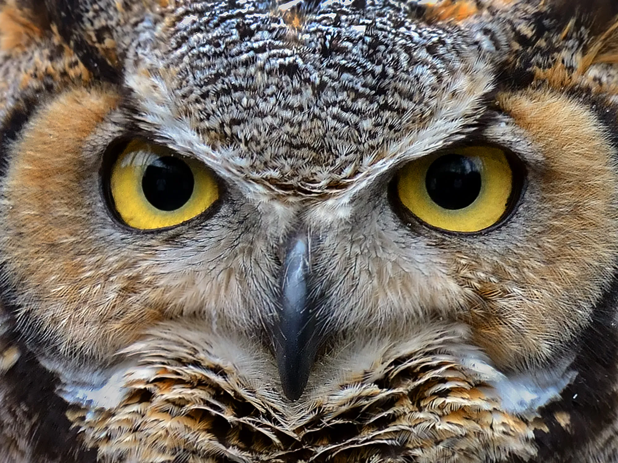 An owl's face filling the frame, focusing attention on the subject with no distractions