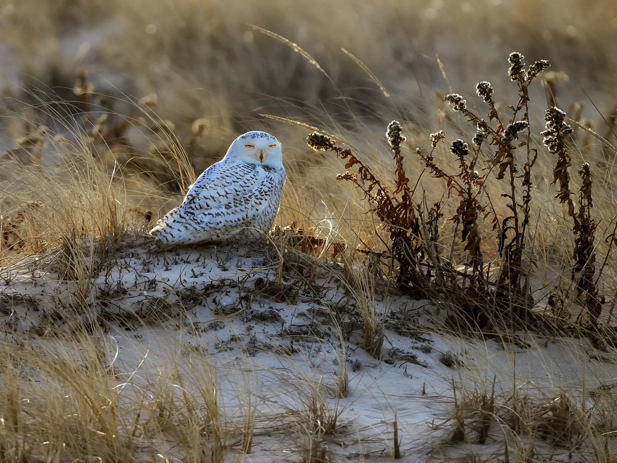 Backlit snowy owl standing in sand, filled in by ambient early-morning light
