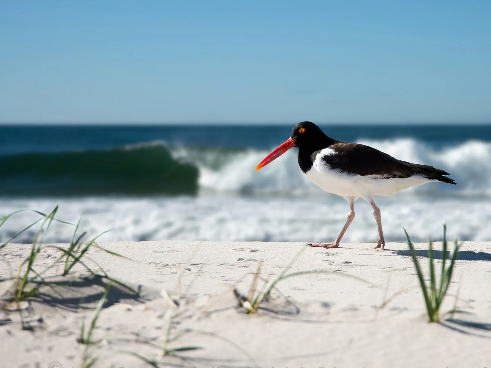 An oystercatcher wading bird standing on a sandy beach with the ocean and sky behind it