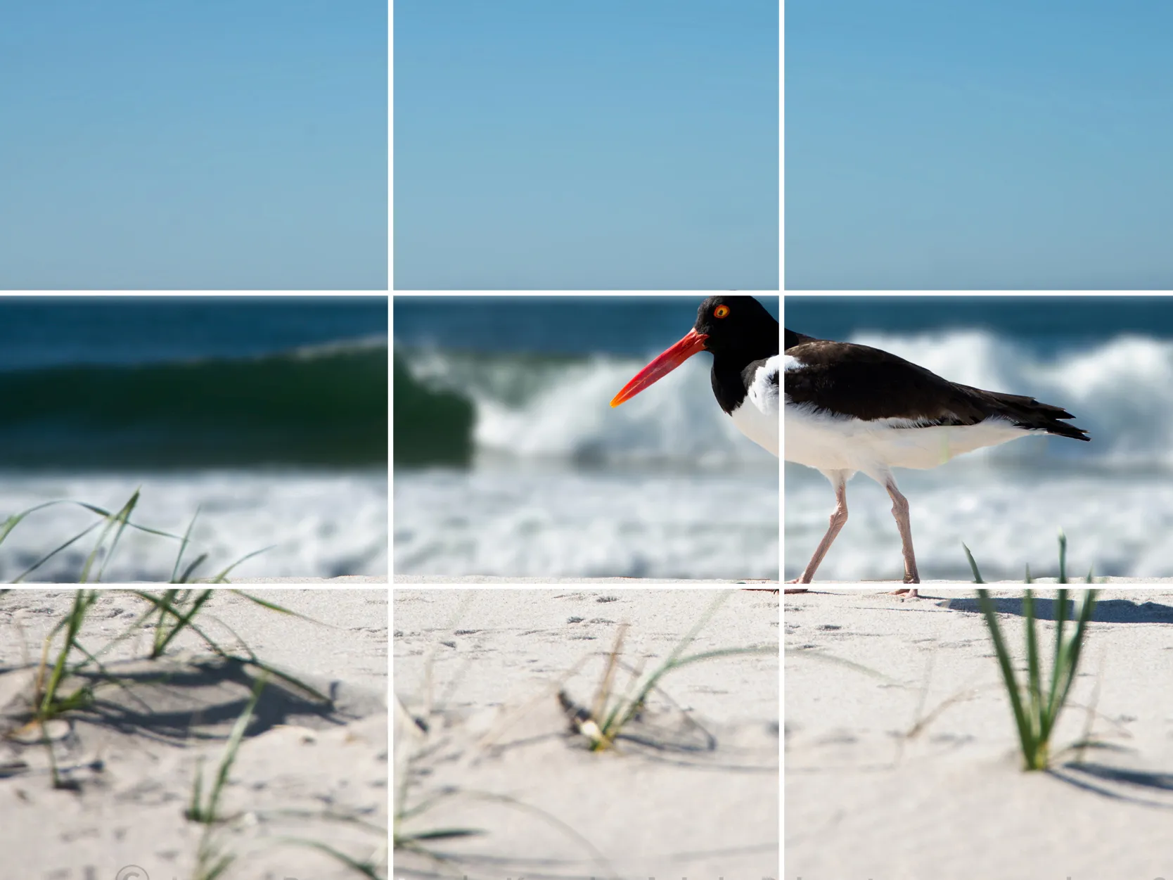 The same beach photo with a rule-of-thirds grid overlaid, the bird placed on the right vertical line