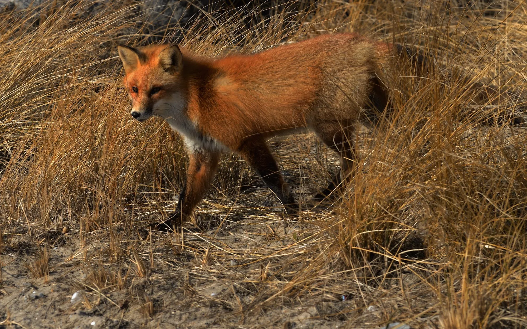 A red fox sitting in the grass