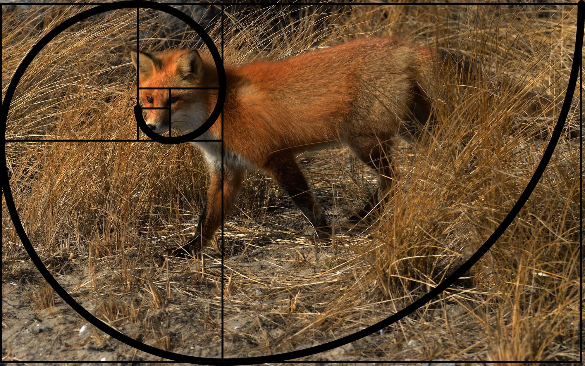 The red fox photo overlaid with a golden-ratio Phi grid and Fibonacci spiral, the fox's eye at the tightest point of the spiral