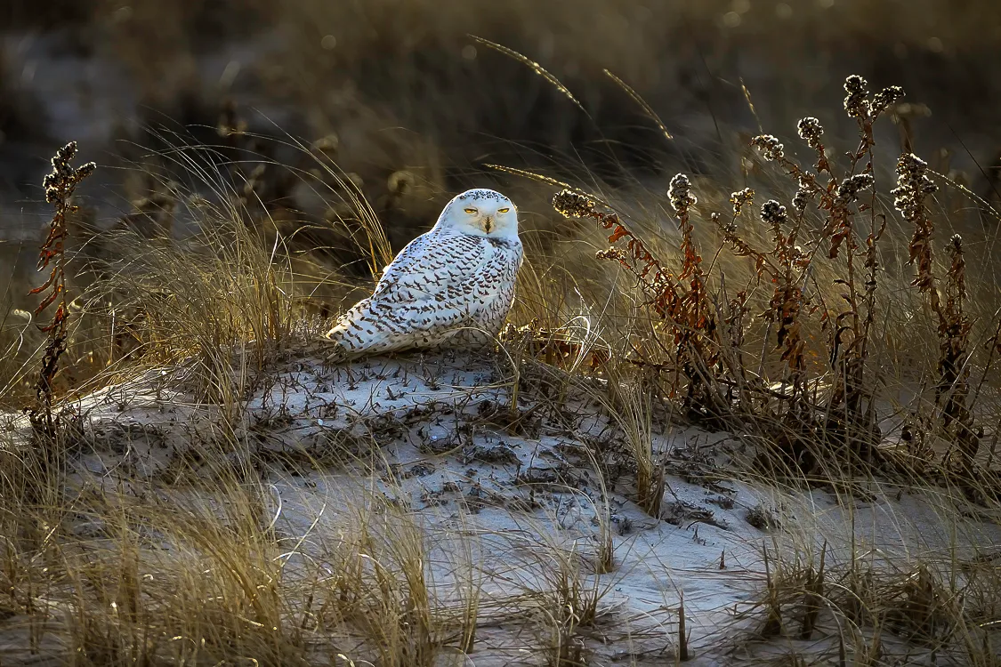 A snowy owl perched and looking toward the camera against a soft winter background
